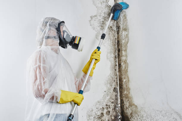 Best Professional Mold Removal  in Brentwood, NY