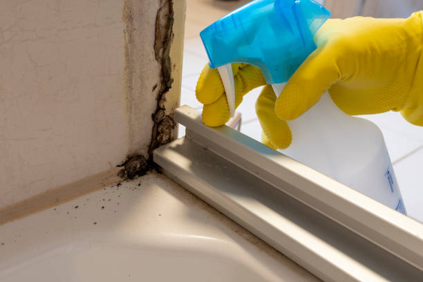 Best Attic Mold Removal  in Brentwood, NY