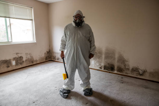 Best Emergency Mold Removal  in Brentwood, NY