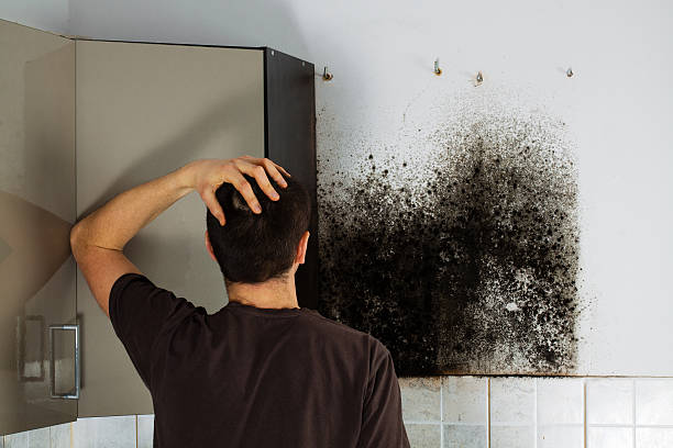 Best Home Mold Removal  in Brentwood, NY